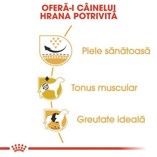 Royal Canin Pug Adult – Hrană Uscată pentru Câini Adulți din Rasa Pug – 1,5 kg